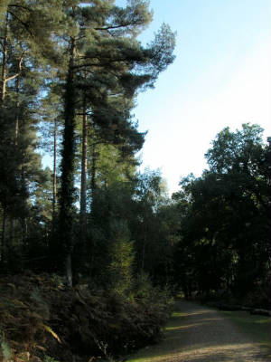 appleslade-inclosure.jpg