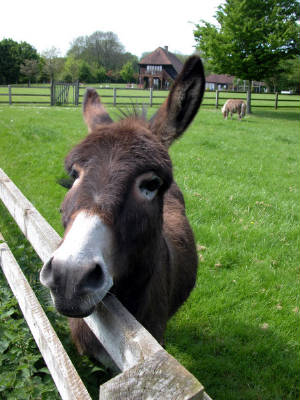 compton-donkey.jpg