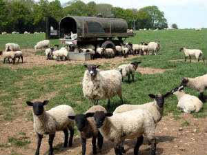 compton-sheep.jpg