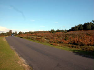 Rockford Common, New Forest