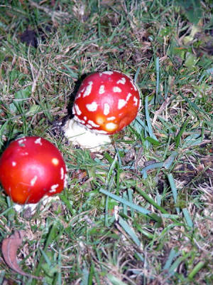 toadstools.jpg